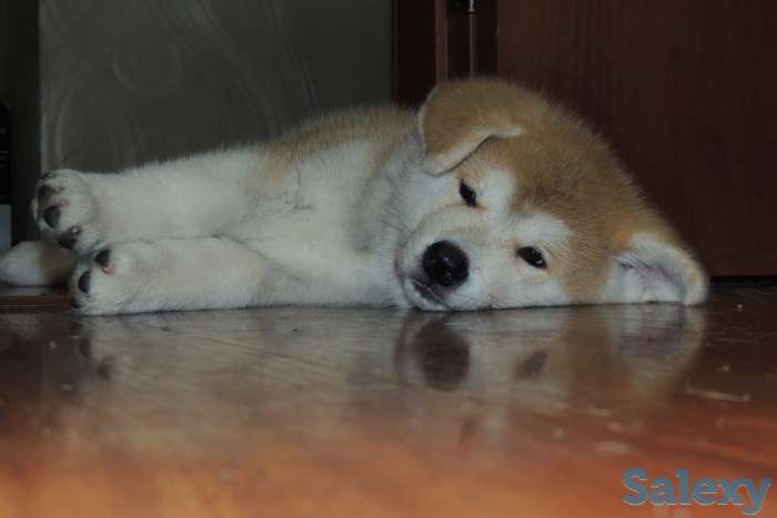 щенки акита ину, фотография 6