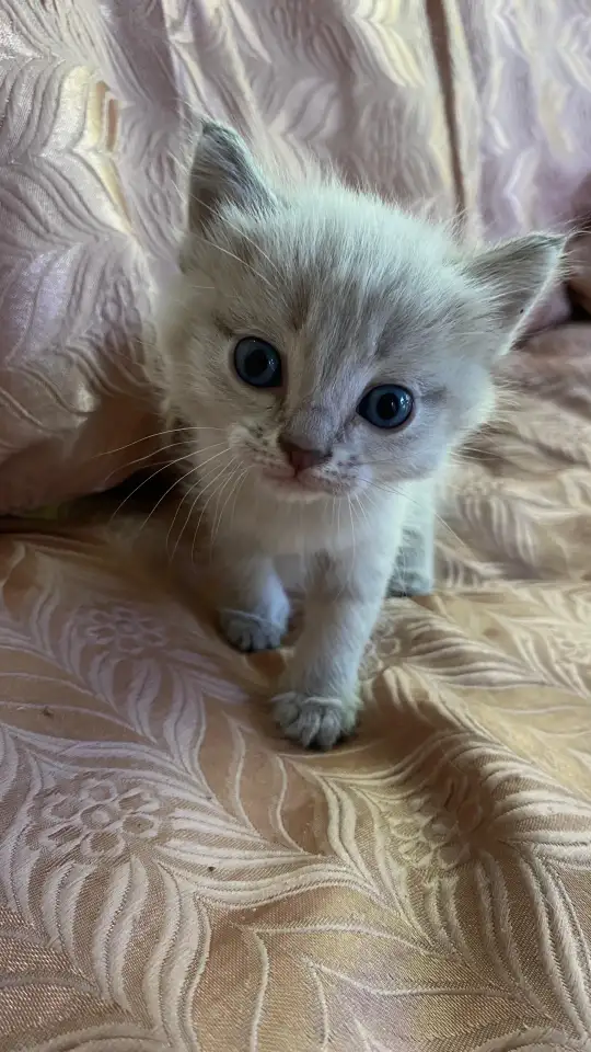 Отдам котят в хорошие руки, фотография 2