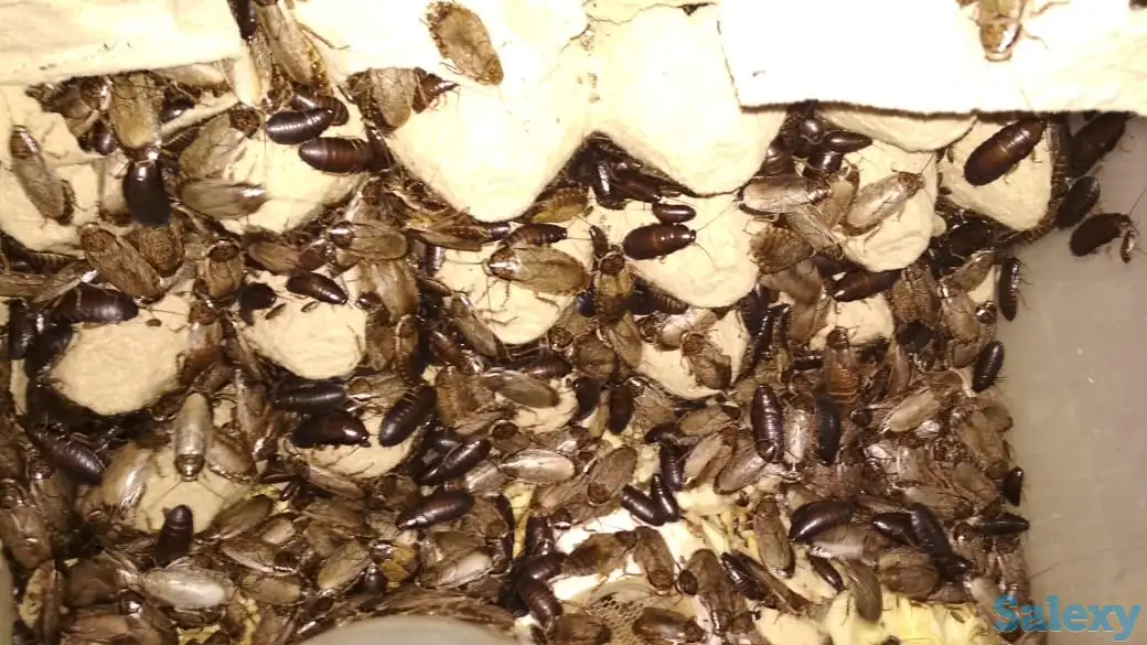 продам колонии тараканов двух видов, фотография 2