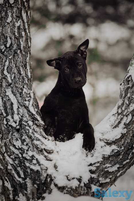 Щенки Тайского риджбека, фотография 3
