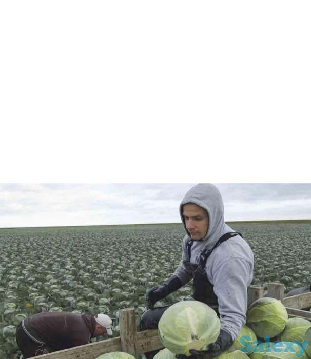 Работа в Европе на ферме, фотография 1