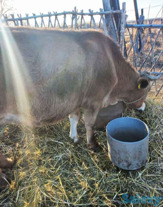 Продам большую корову, фотография 1