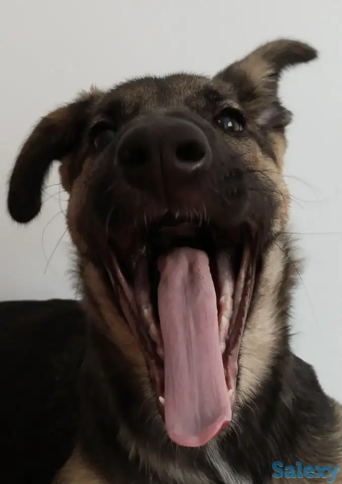 Отдам щенка бесплатно, фотография 1