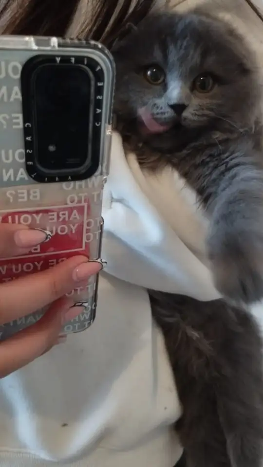 Продам вислоушку, фотография 2