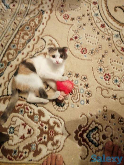 Продам котёнка 20000тг, фотография 1