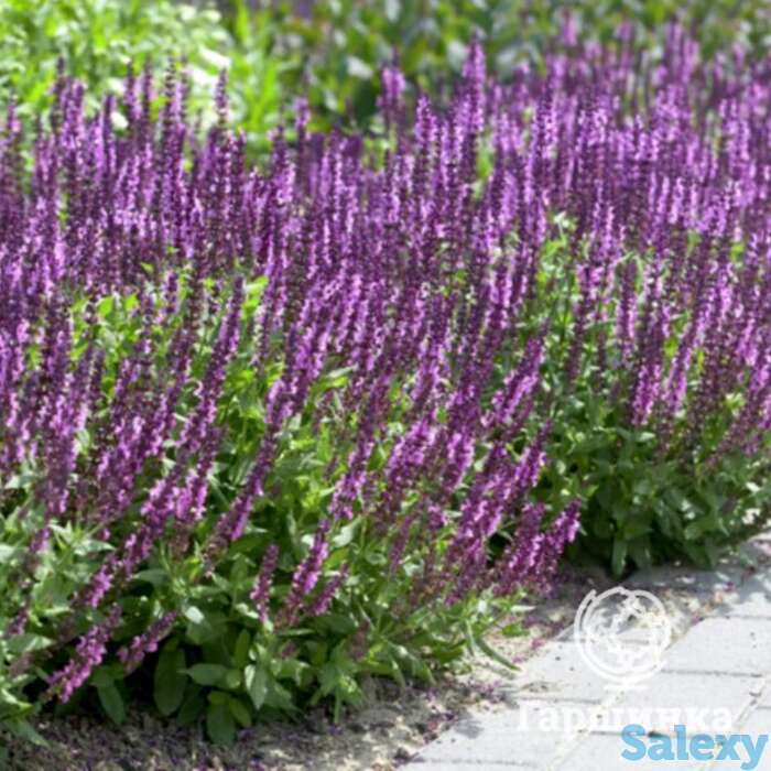 Сальвия Аметист, фотография 1