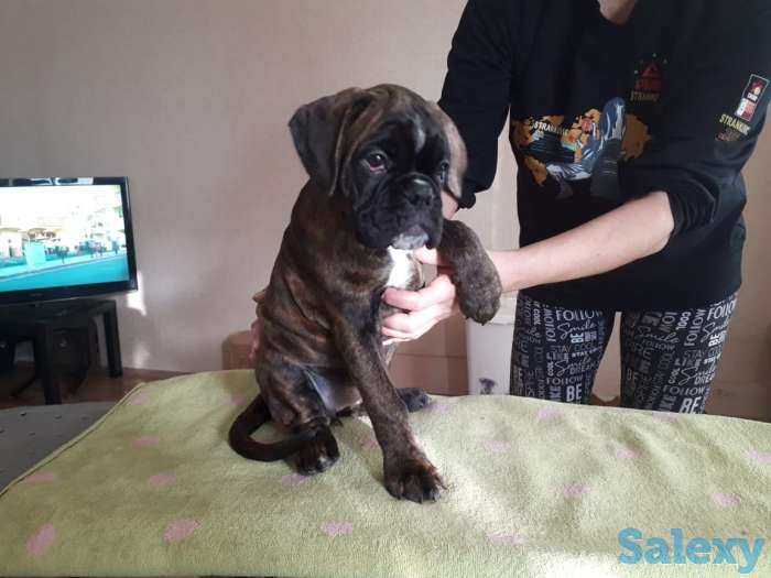 Щенки Немецкого Боксера, фотография 3