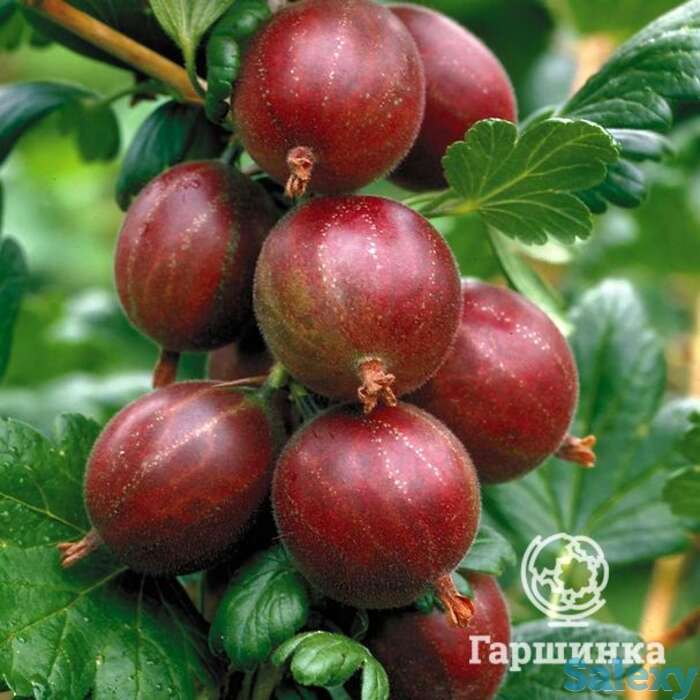 Крыжовник Финский красный, фотография 1