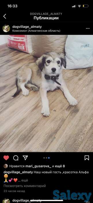 Отдам щенка в хорошие руки!, фотография 1