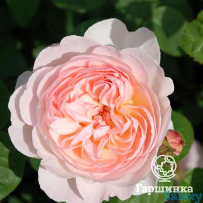 Роза джентл гермионе, д.остин кустарниковая, фотография 1