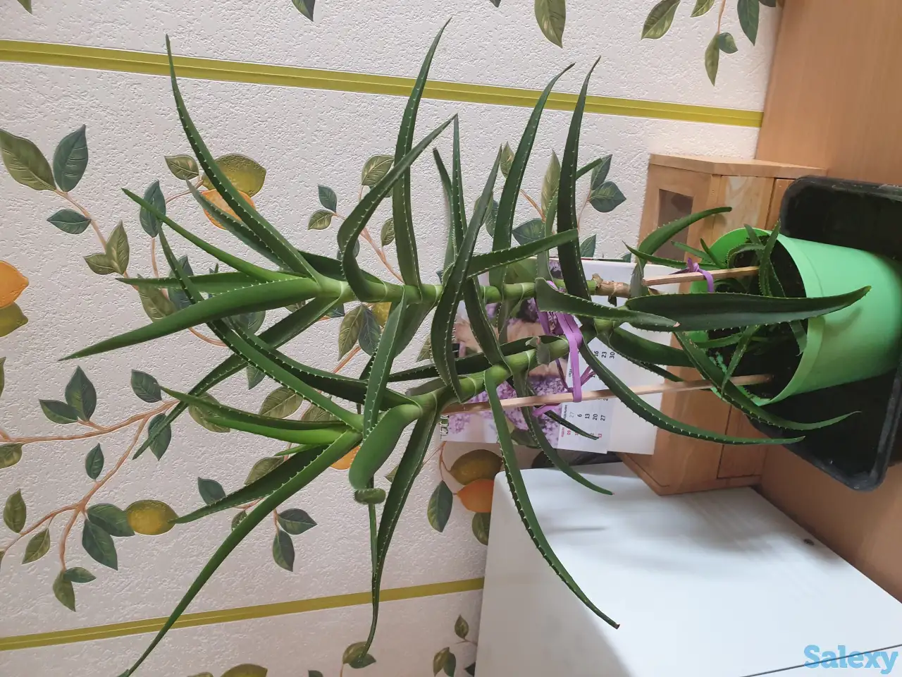 Продам лечебное  растение Алоэ, фотография 1