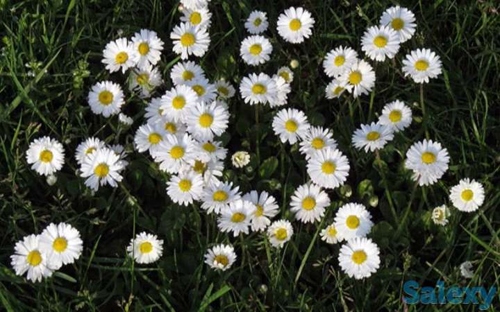 Маргаритка, фотография 1