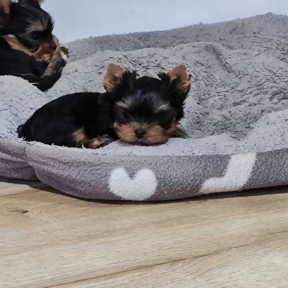 Продаются щенки йоркширского терьера, фотография 5