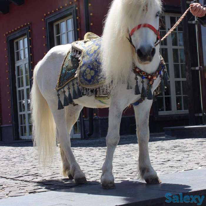 пони и тони, фотография 1