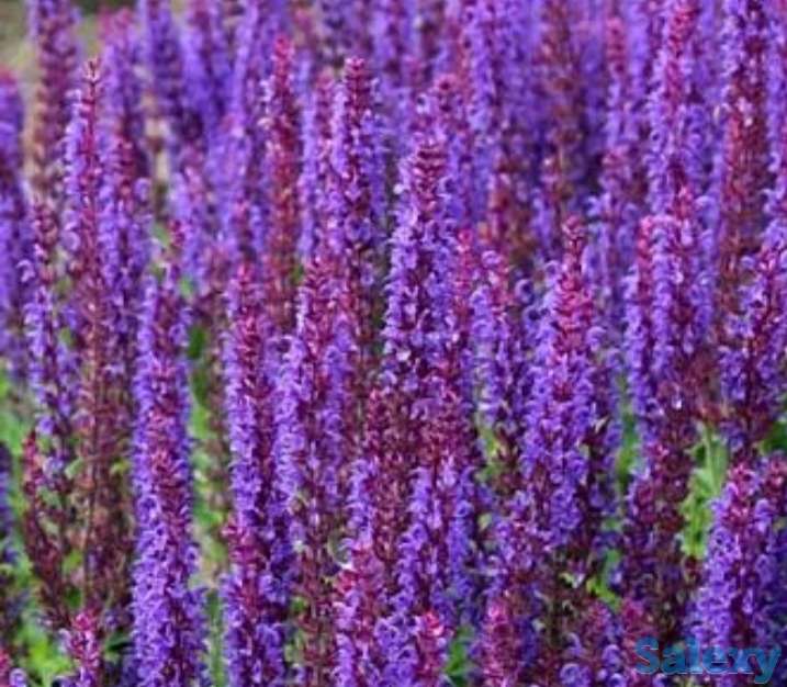 Семена Шалфей РСТ,  Россия, фотография 1