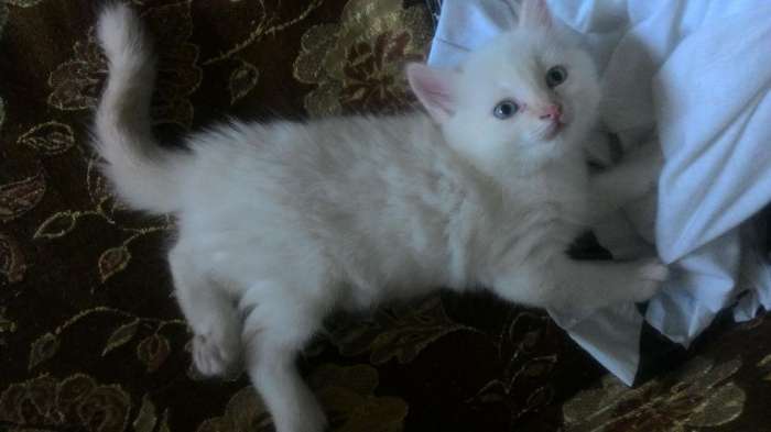 Котята в хорошие руки, фотография 5