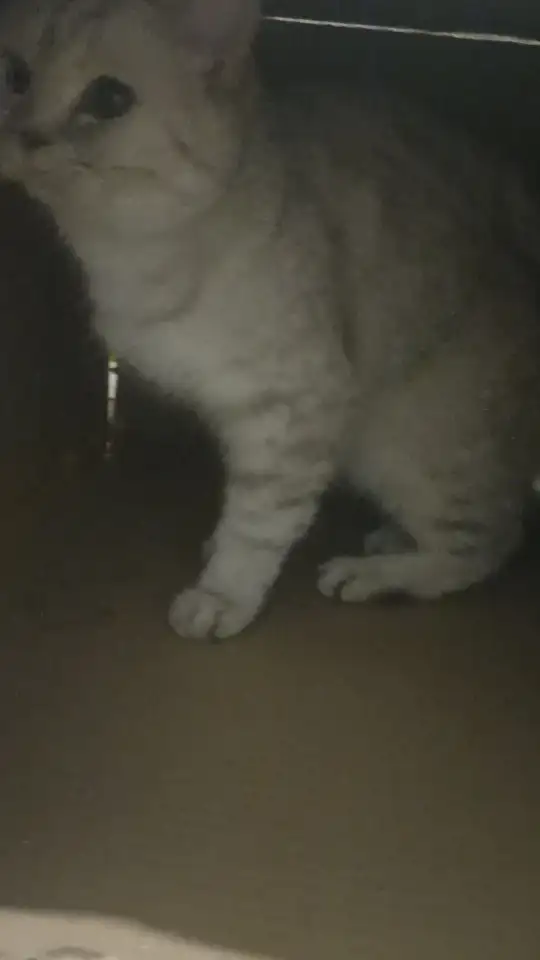 Кошка породистая британская, фотография 1