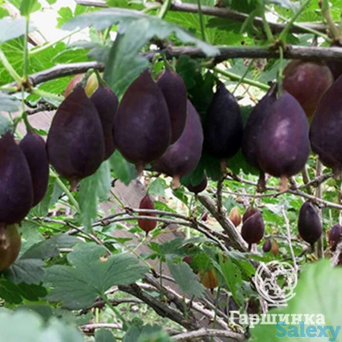 Крыжовник Грушенька, фотография 1