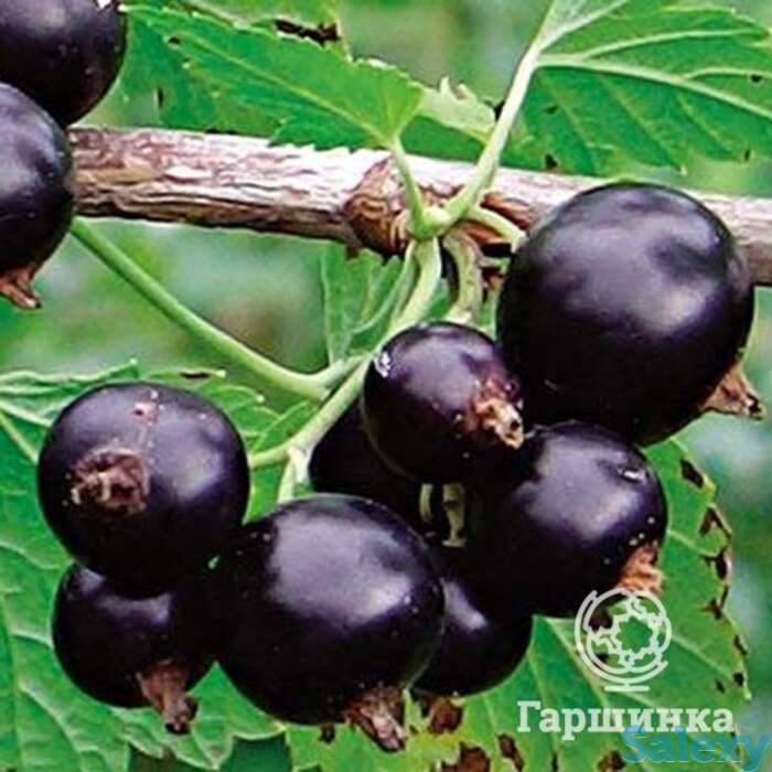 Смородина Деликатес черная, фотография 1