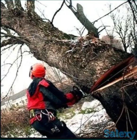 Обрезка и спил деревьев, фотография 1
