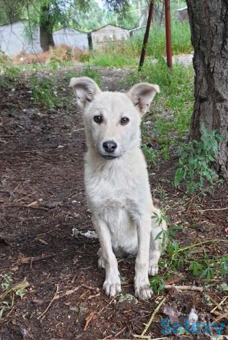 Собачка ищет любящий дом!, фотография 2