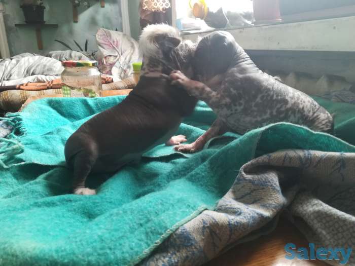 Продам срочно щенков, фотография 3