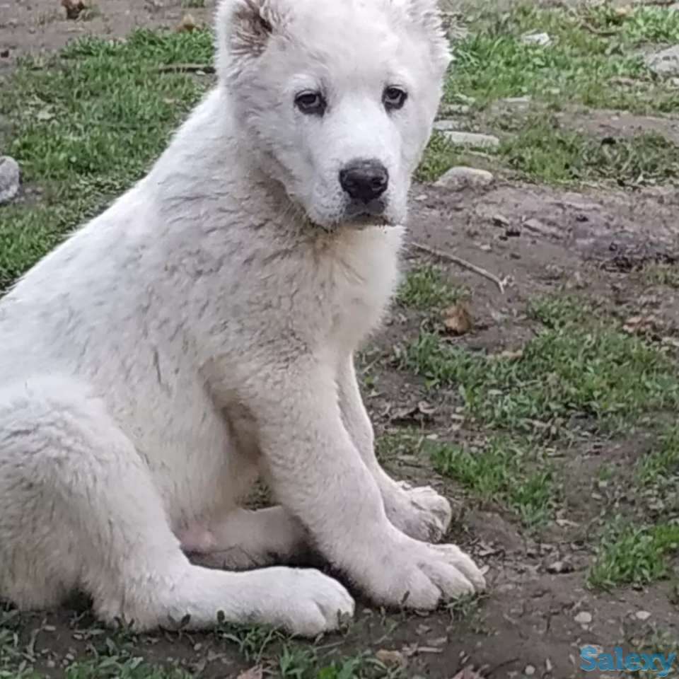 Щенки САО, фотография 4