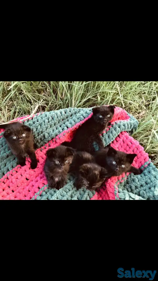 Котята вислоухие, фотография 2