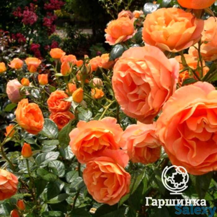 Роза бенгали флорибунда, топалович, фотография 1