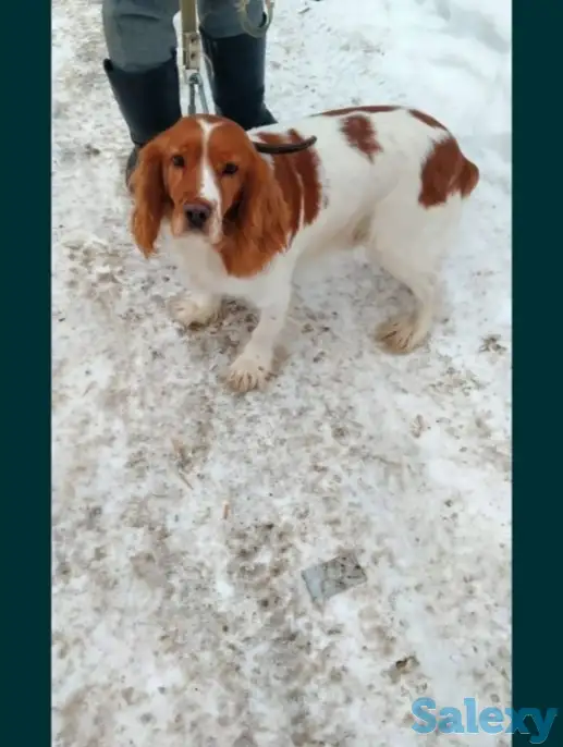 Готовятся к продаже щенки Русского спаниеля, фотография 2