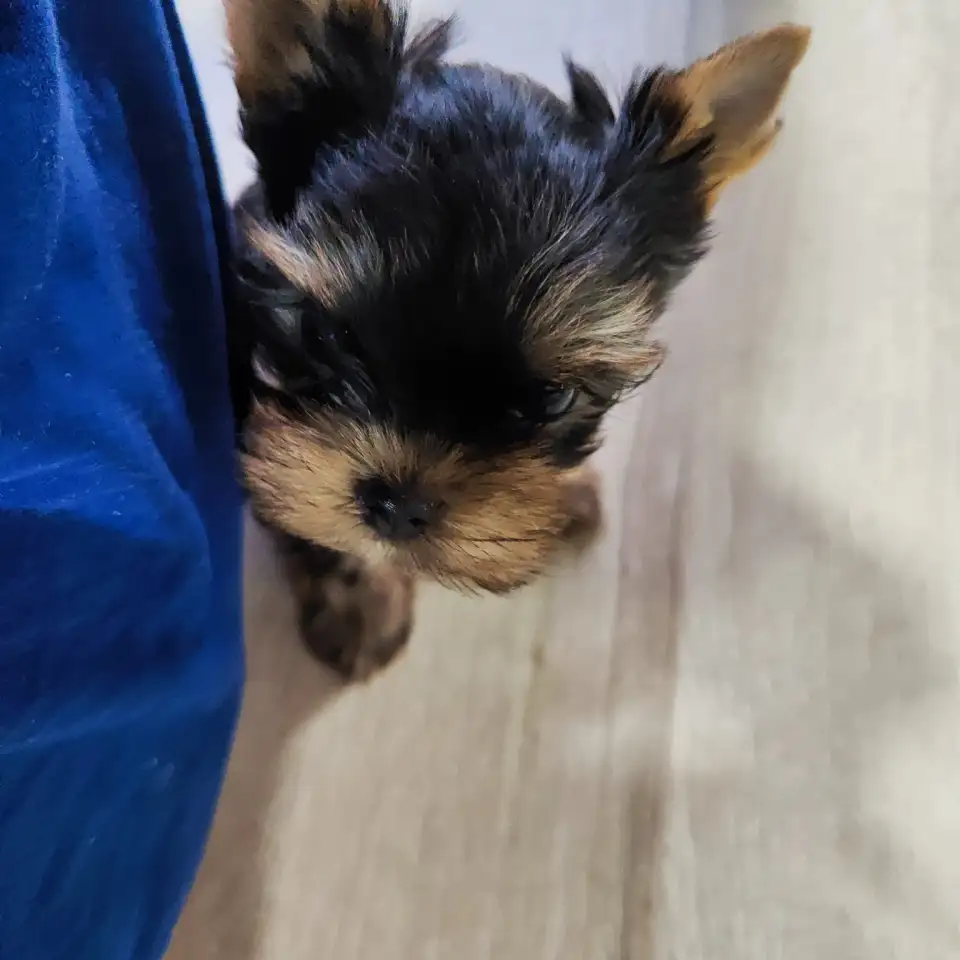 Продаются щенки йоркширского терьера, фотография 7