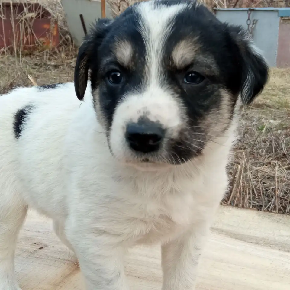 Отдам щенят, фотография 4