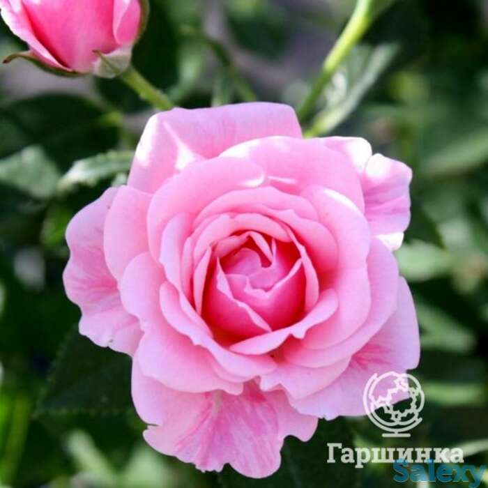 Роза Пинк Симфони миниатюрная, фотография 1