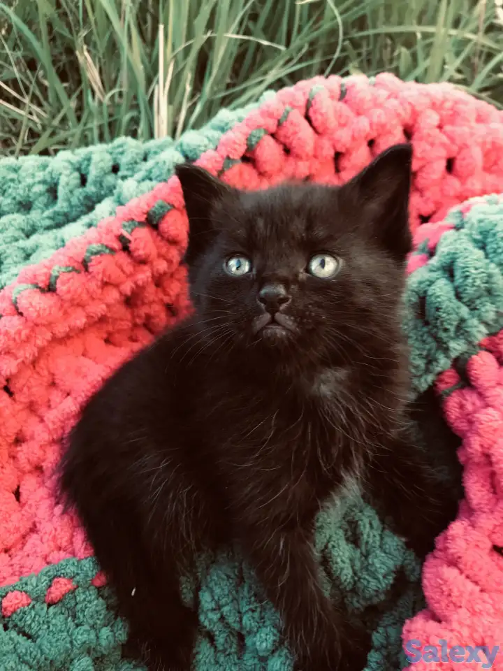 Котята вислоухие, фотография 3