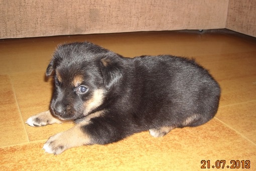 Отдам, фотография 1