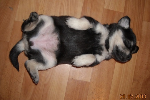 Отдам, фотография 2