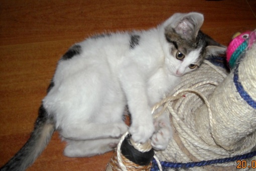 Отдам, фотография 1