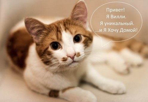 Очаровательный рыжий котик в дар, фотография 1