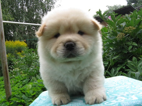 продам щенков чау-чау, фотография 3