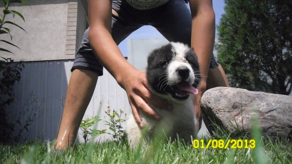 продам элитных щенят алабая , фотография 1