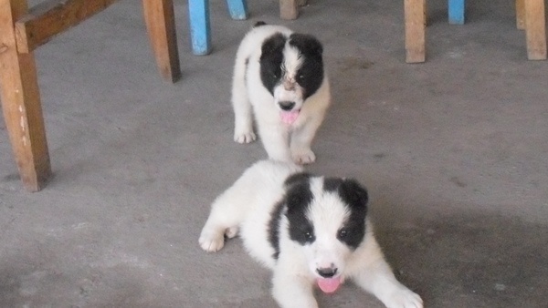 продам элитных щенят алабая , фотография 3