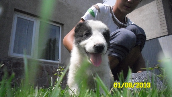 продам элитных щенят алабая , фотография 4