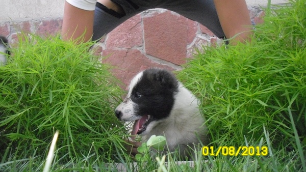 продам элитных щенят алабая , фотография 6