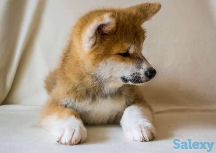 Щенки Акита-ину, фотография 5