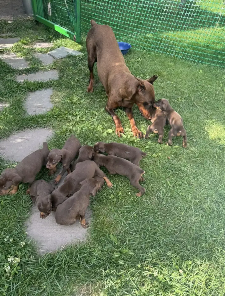 Щенки добермана, фотография 6