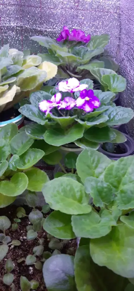 Продам цветы дешево, фотография 11