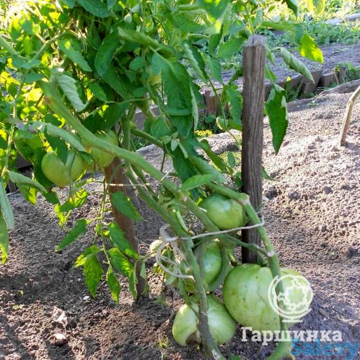 Семена Томат Вельможа (Буденовка) 20 шт, фотография 1