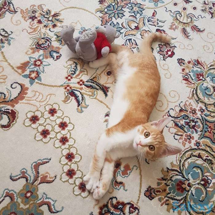 Подарю котенка львенка, фотография 5