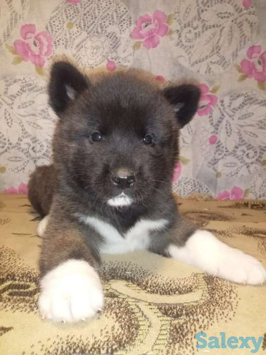 Продаются щенки Американской Акиты!, фотография 6