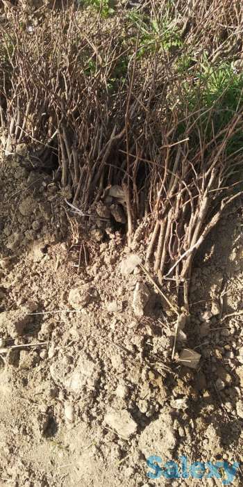 Саженцы винограда Кульджинский, фотография 2